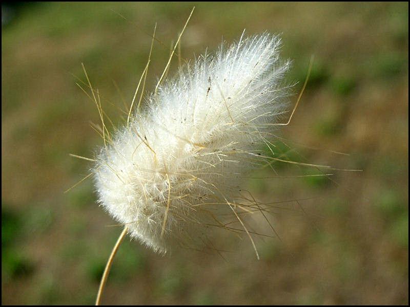 Lagurus ovatus / Piumino